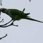 Invasive birds threaten native species in Istanbul