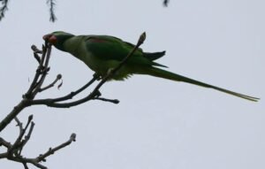 Invasive birds threaten native species in Istanbul