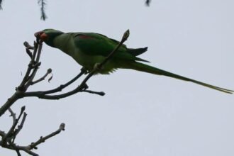 Invasive birds threaten native species in Istanbul
