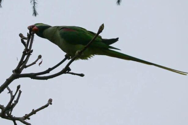 Invasive birds threaten native species in Istanbul
