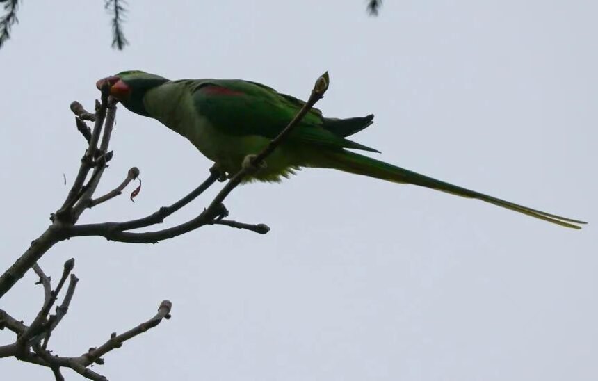 Invasive birds threaten native species in Istanbul